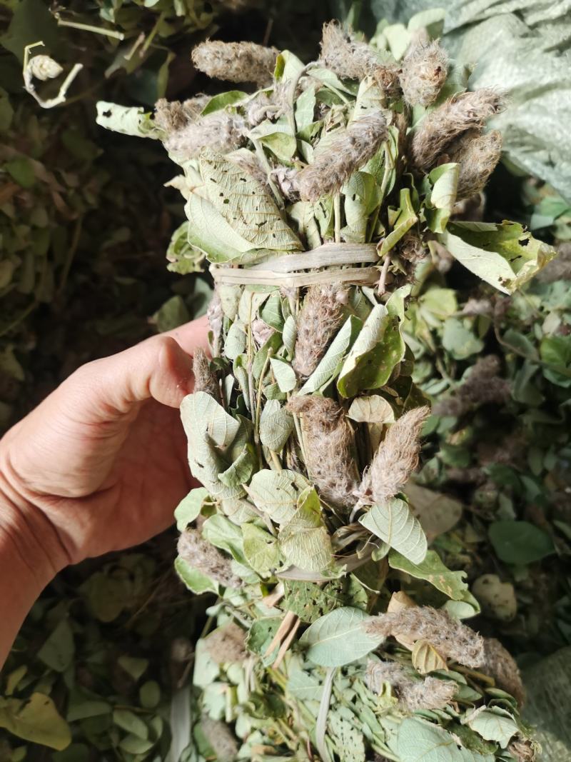 狸尾草，干货包邮，一手货源批发，太阳晒干，颜色好