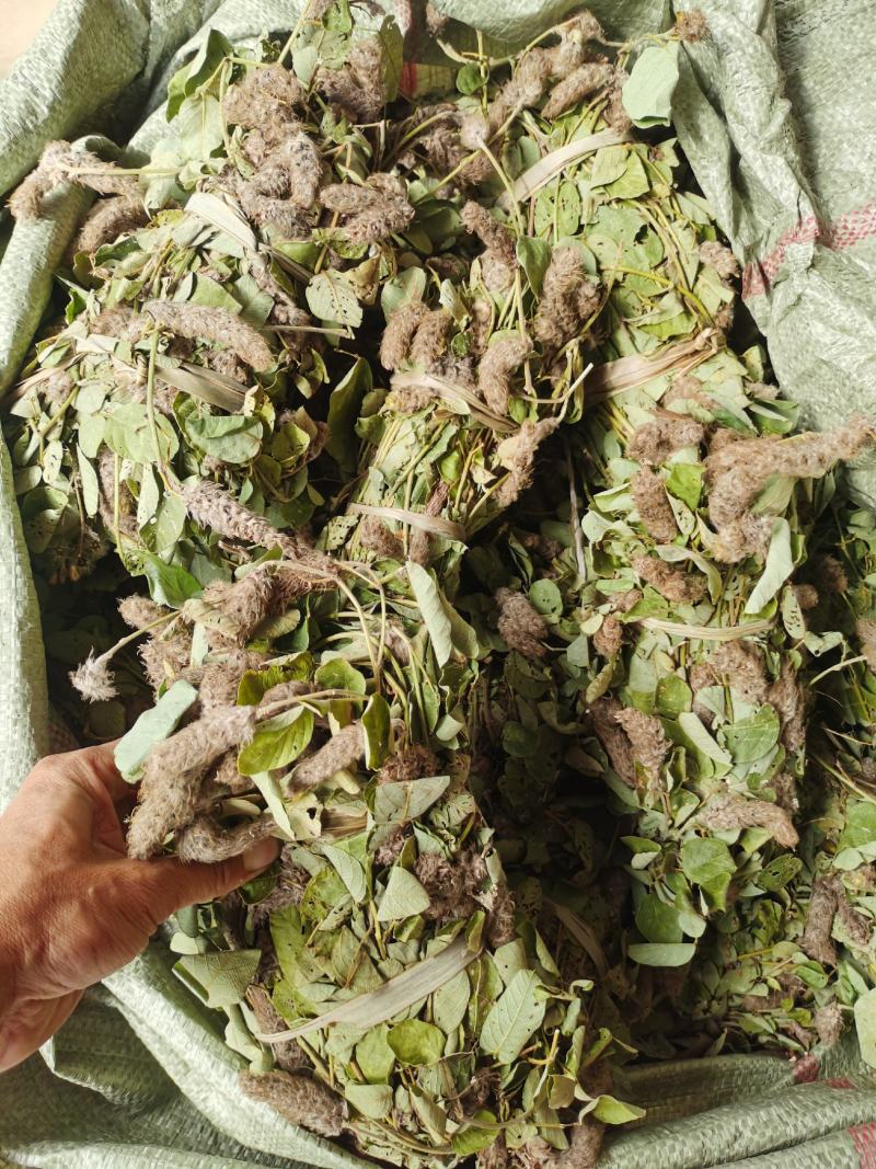 狸尾草，干货包邮，一手货源批发，太阳晒干，颜色好
