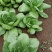 江苏淮安上海青，小白菜，小油菜