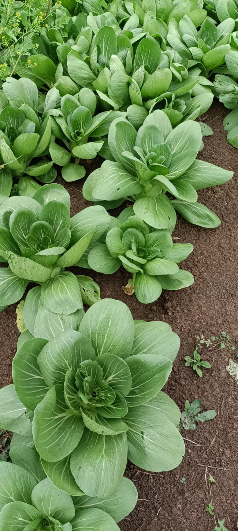 江苏淮安上海青，小白菜，小油菜