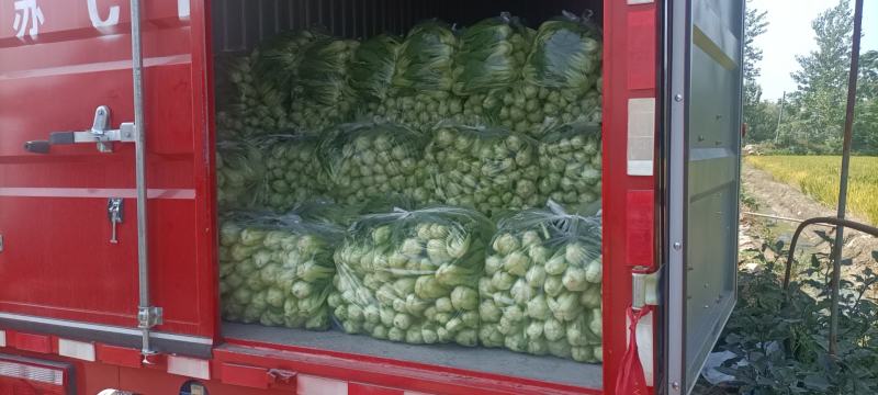 江苏淮安上海青，小白菜，小油菜