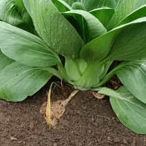 江苏淮安上海青，小白菜，小油菜