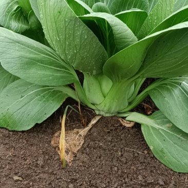 江苏淮安上海青，小白菜，小油菜