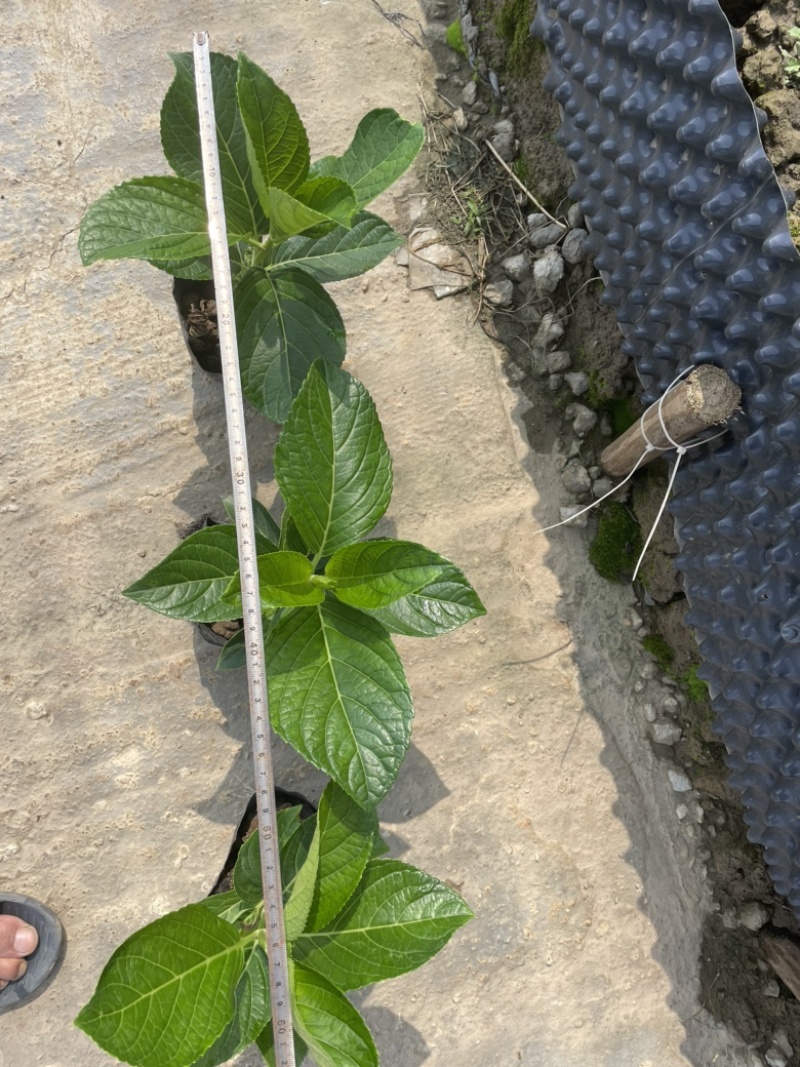 木绣球