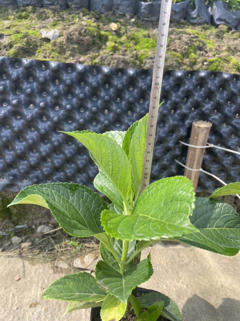 木绣球