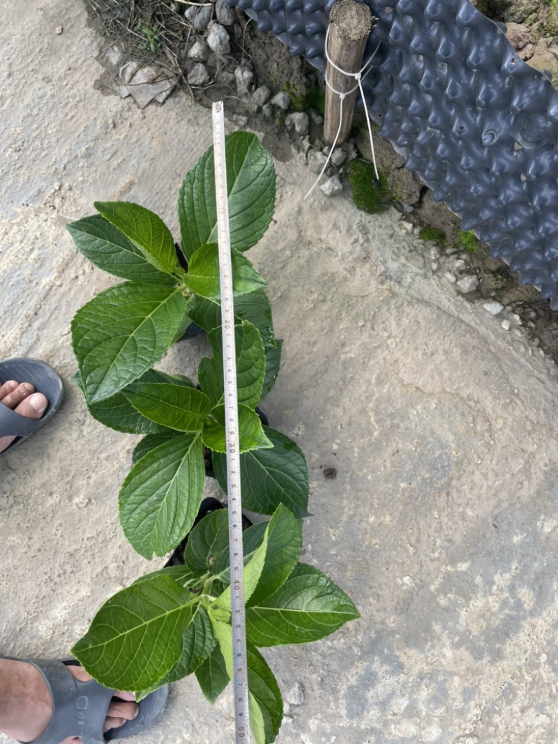 木绣球