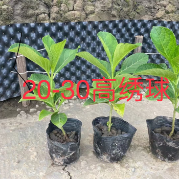 木绣球
