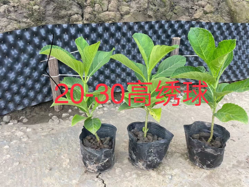 木绣球