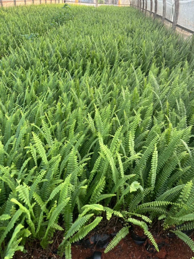 小杯肾蕨产地直供大量从优苗木花卉工程对接等