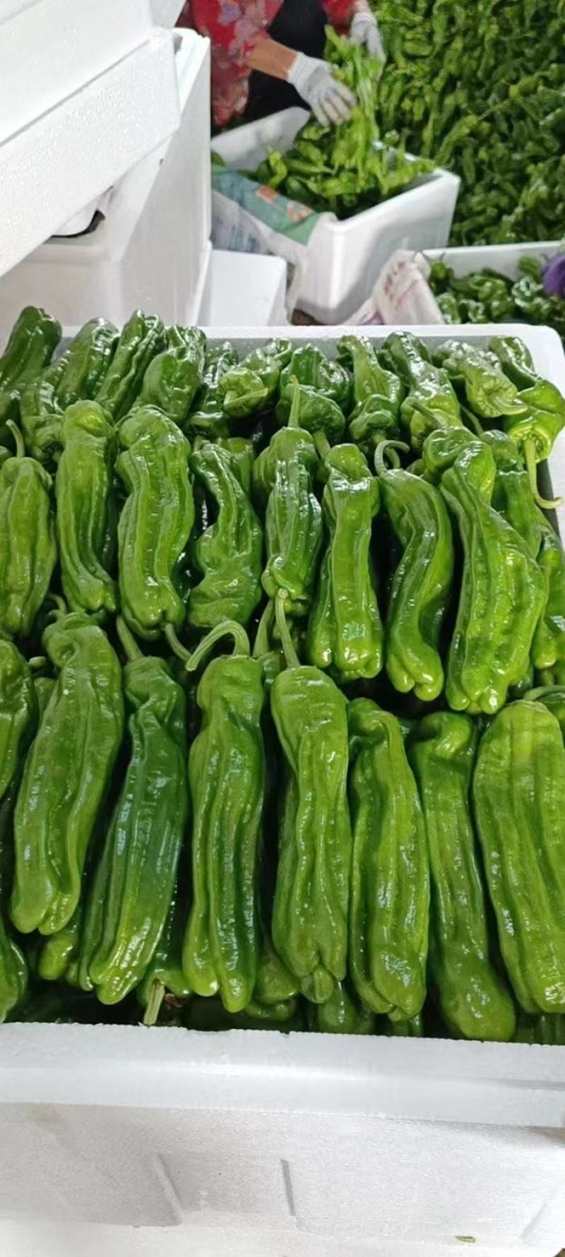 万亩精品鲜辣椒301辣椒芜湖椒现摘现采全国超市市场直供