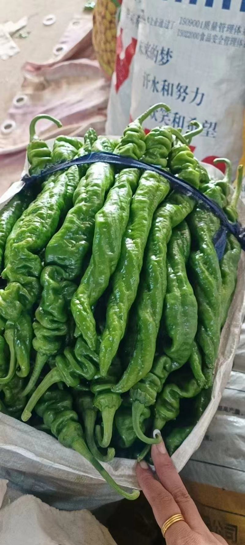精品鲜301辣椒线椒芜湖椒质量保证，直供全国超市市场