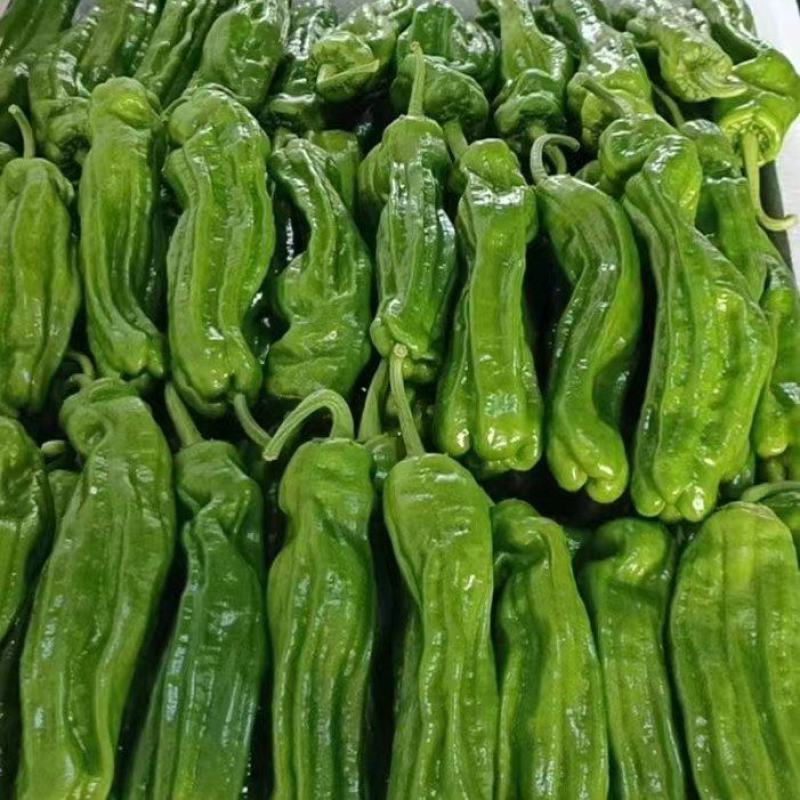 精品鲜301辣椒线椒芜湖椒质量保证，直供全国超市市场