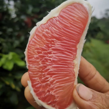 套袋三红柚。红心蜜柚柚子香柚套袋柚黄心柚红心柚