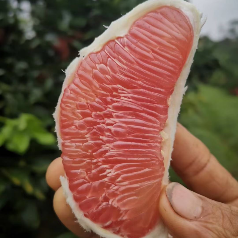 套袋三红柚。红心蜜柚柚子香柚套袋柚黄心柚红心柚