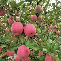 陕西礼泉富士苹果大量上市，个大色好，价格美丽，欢迎前来选