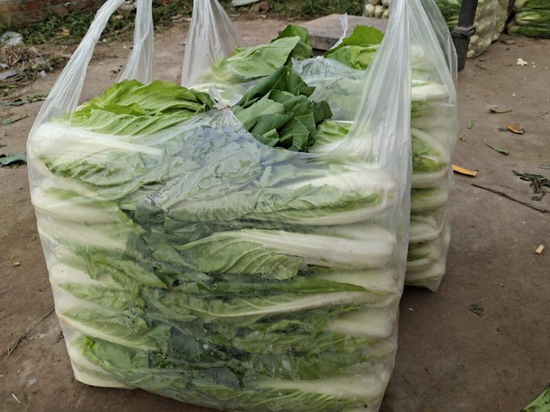 湖北大棚五号白菜快菜正在上市，按当天的走价为准，支持配菜