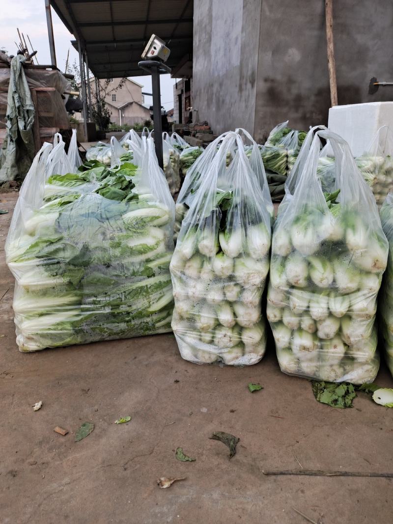 湖北大棚五号白菜快菜正在上市，按当天的走价为准，支持配菜