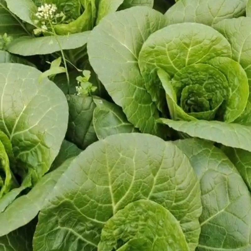 湖北大棚五号白菜快菜正在上市，按当天的走价为准，支持配菜