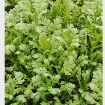 湖北小叶茼蒿，皇帝菜正在上市支持配菜