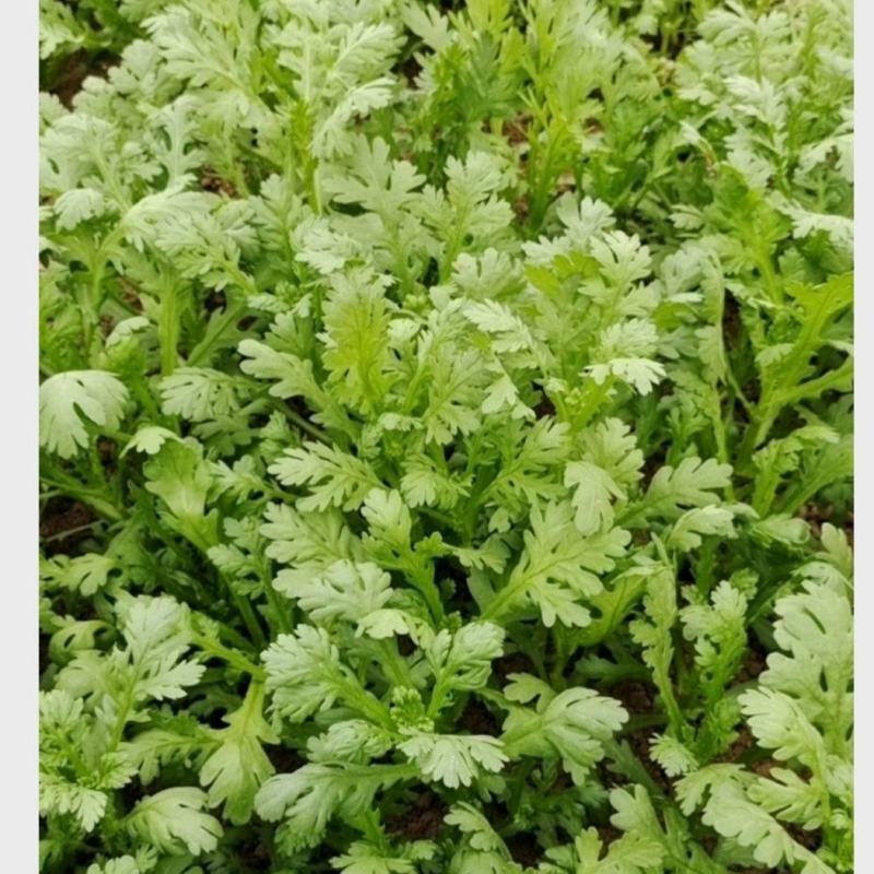 湖北小叶茼蒿，皇帝菜正在上市支持配菜