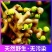 精选秦岭新鲜野生拐枣凤爪梨万寿果枳椇子泡酒泡水煲汤