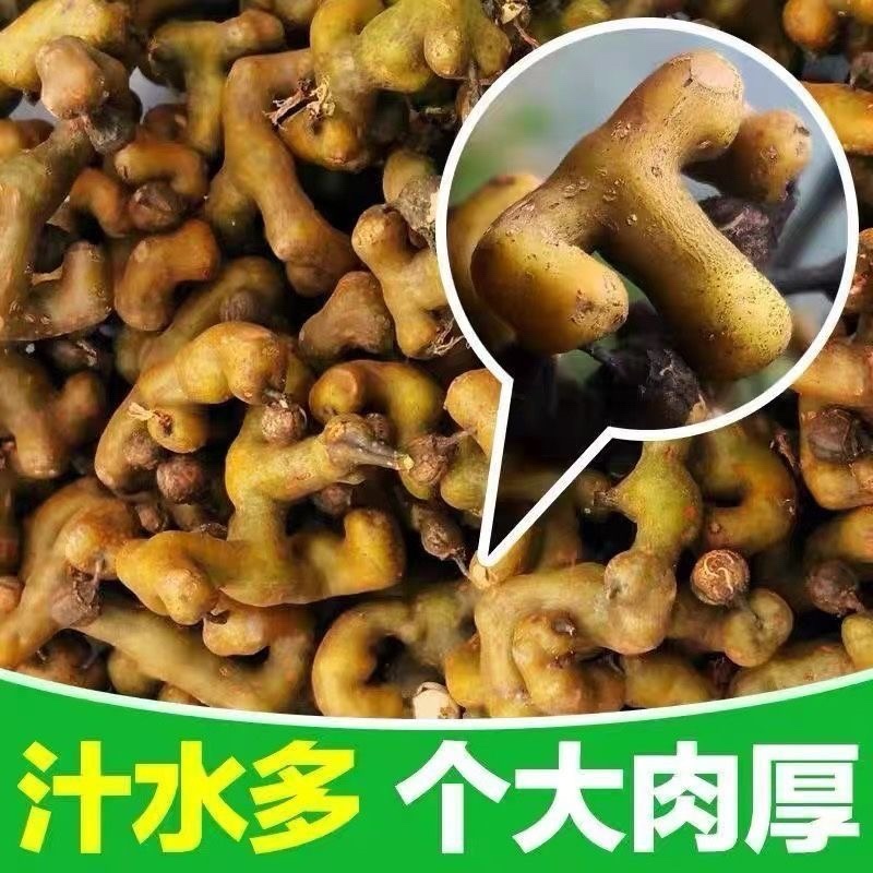 精选秦岭新鲜野生拐枣凤爪梨万寿果枳椇子泡酒泡水煲汤