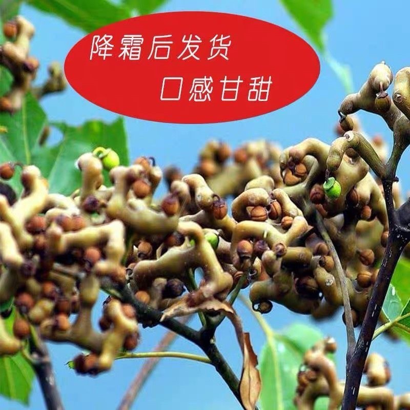 精选秦岭新鲜野生拐枣凤爪梨万寿果枳椇子泡酒泡水煲汤