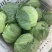 大量供应大棚精品甘蓝诚信代发质量说话。欢迎您的采购。