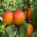 杏树苗凯特杏帝王杏珍珠油杏南北方种植盆栽地栽
