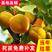 杏树苗凯特杏帝王杏珍珠油杏南北方种植盆栽地栽