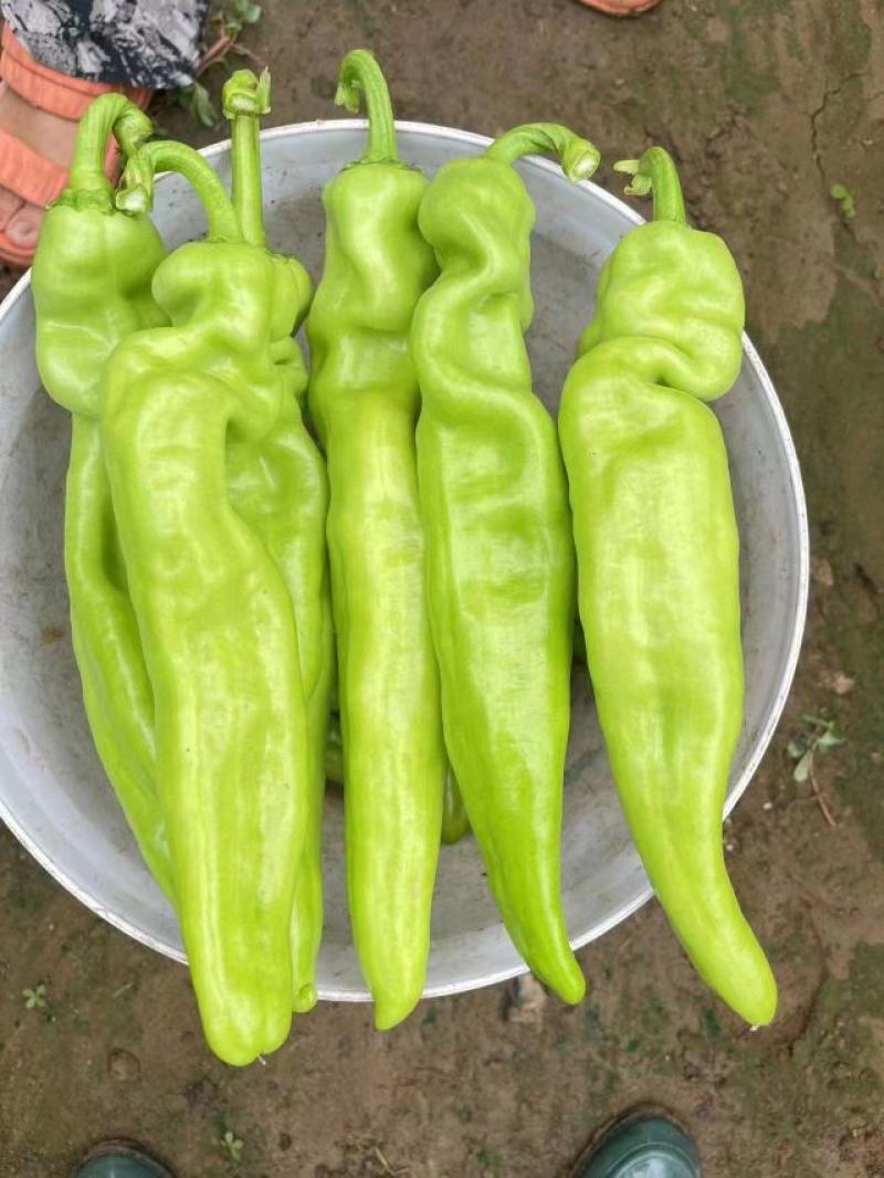 精品尖椒大量上市中，交通便利，货源充足，原产地发货，