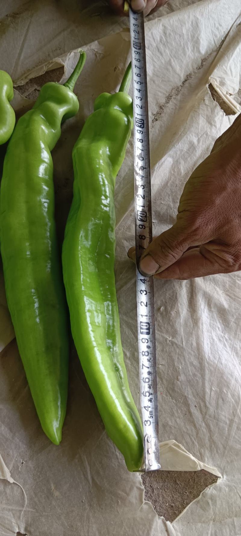 精品尖椒大量上市中，交通便利，货源充足，原产地发货，