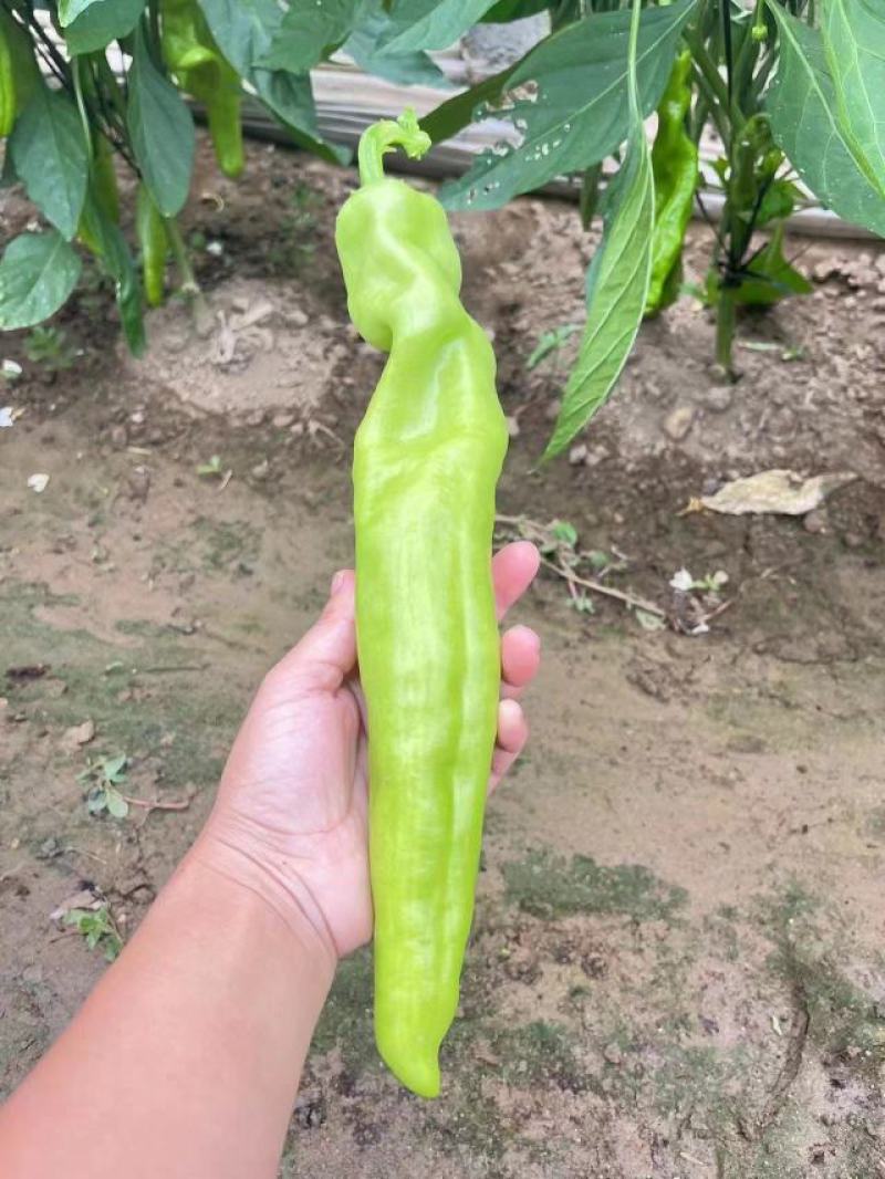 精品尖椒大量上市中，交通便利，货源充足，原产地发货，