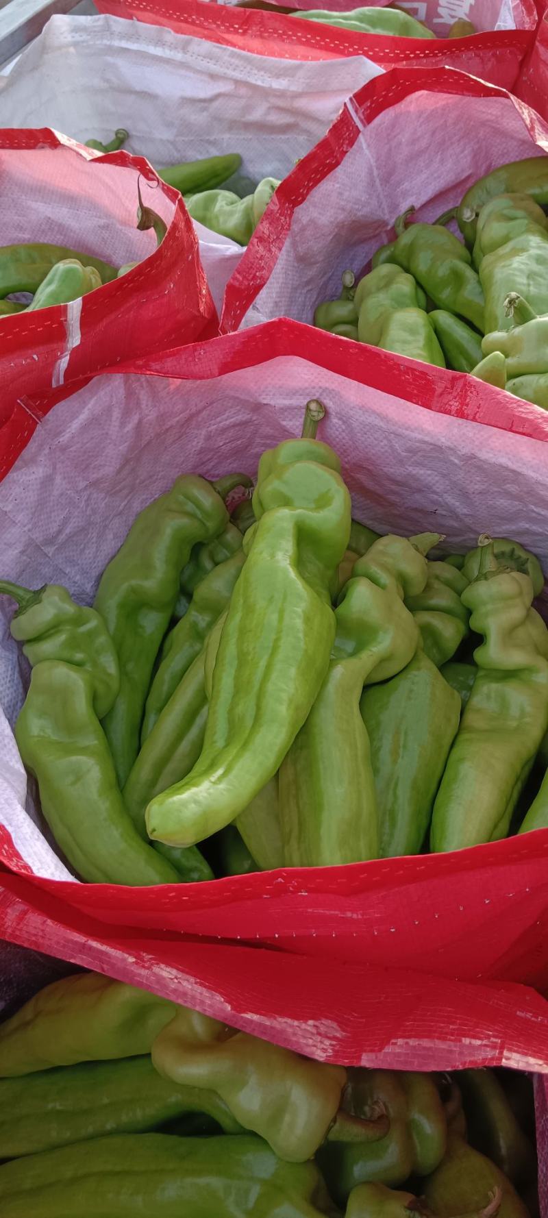 精品尖椒大量上市中，交通便利，货源充足，原产地发货，