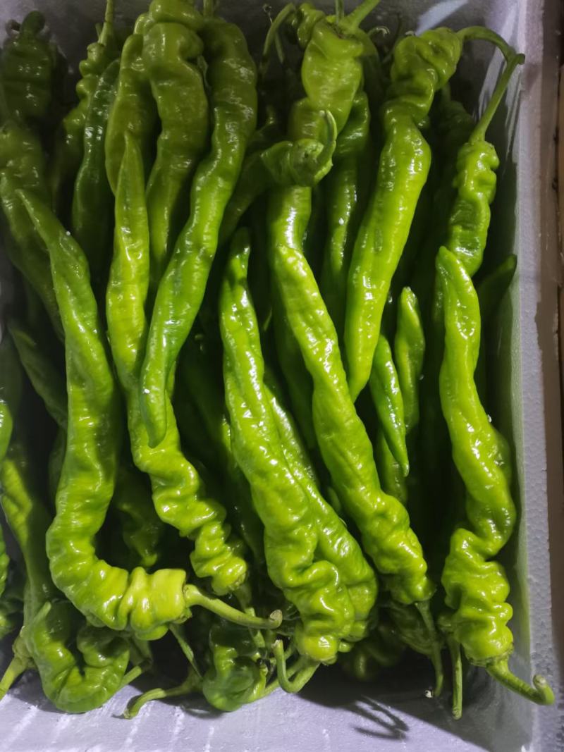 精品尖椒大量上市中，交通便利，货源充足，原产地发货，