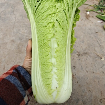 青麻叶大量上市市，价格按当天走价为准，支持配菜
