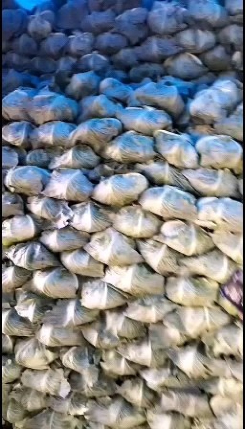 通许包菜，大量供应墨玉，京丰一，品质保证，需要的老板联系