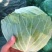 通许包菜，大量供应墨玉，京丰一，品质保证，需要的老板联系