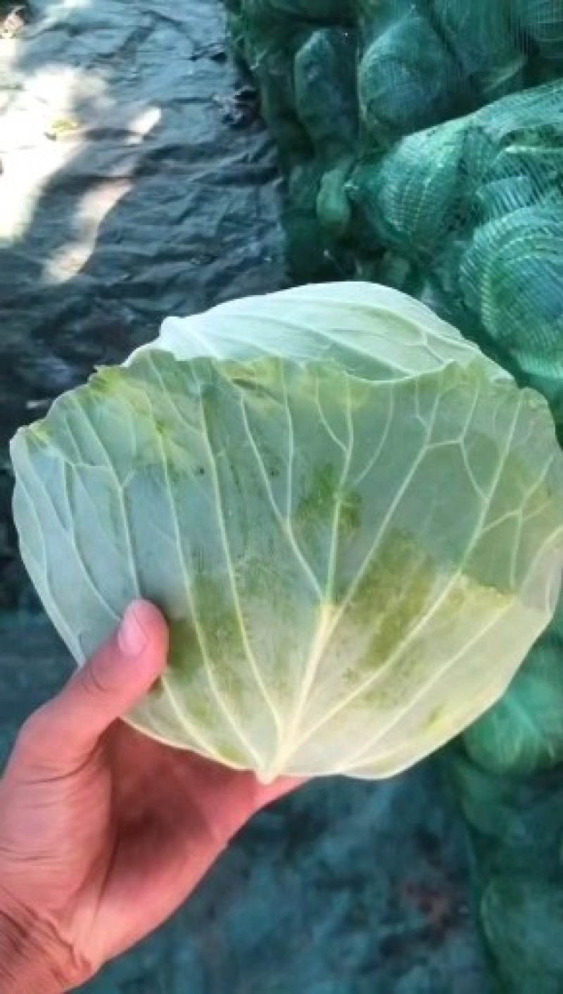 通许包菜，大量供应墨玉，京丰一，品质保证，需要的老板联系