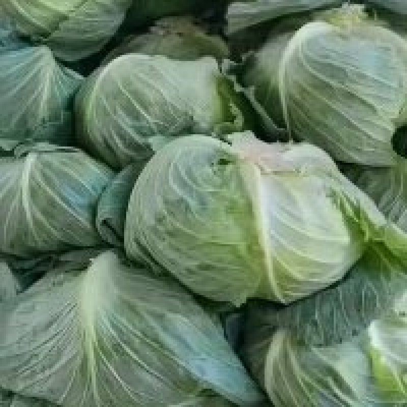 通许包菜，大量供应墨玉，京丰一，品质保证，需要的老板联系