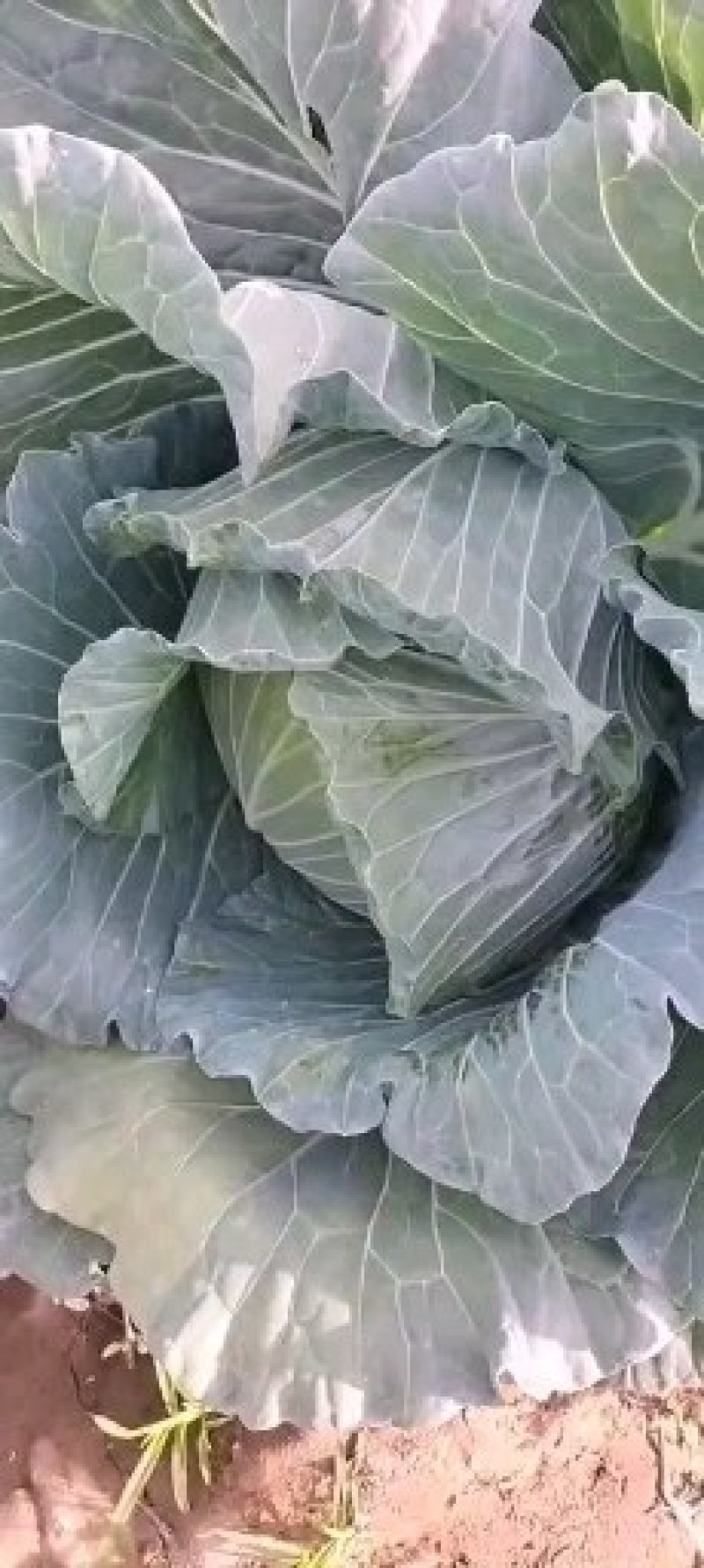 通许包菜，大量供应墨玉，京丰一，品质保证，需要的老板联系