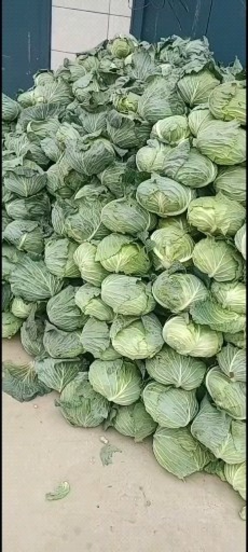 通许包菜，大量供应墨玉，京丰一，品质保证，需要的老板联系