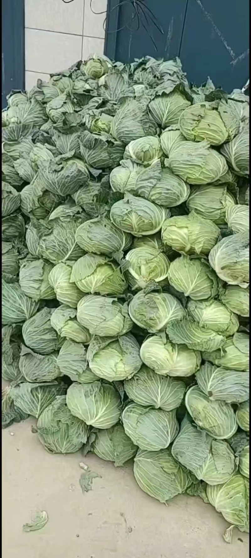 通许包菜，大量供应墨玉，京丰一，品质保证，需要的老板联系