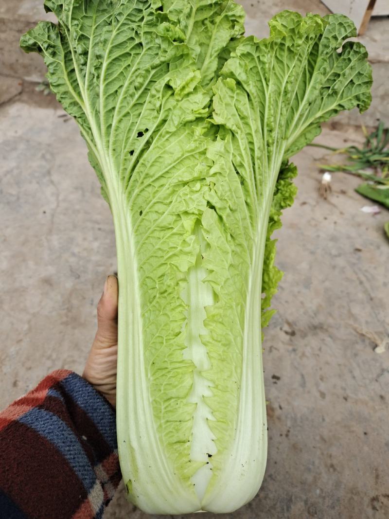 青麻叶大量上市市，价格按当天走价为准，支持配菜