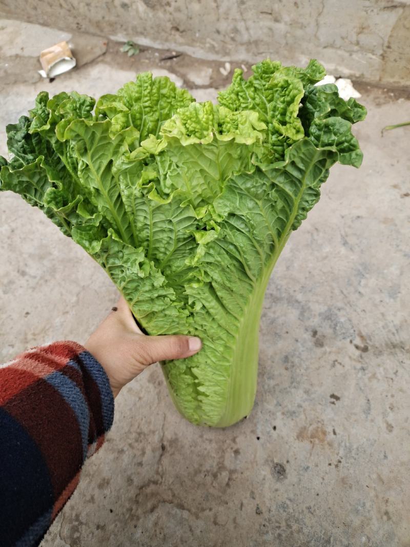 青麻叶大量上市市，价格按当天走价为准，支持配菜