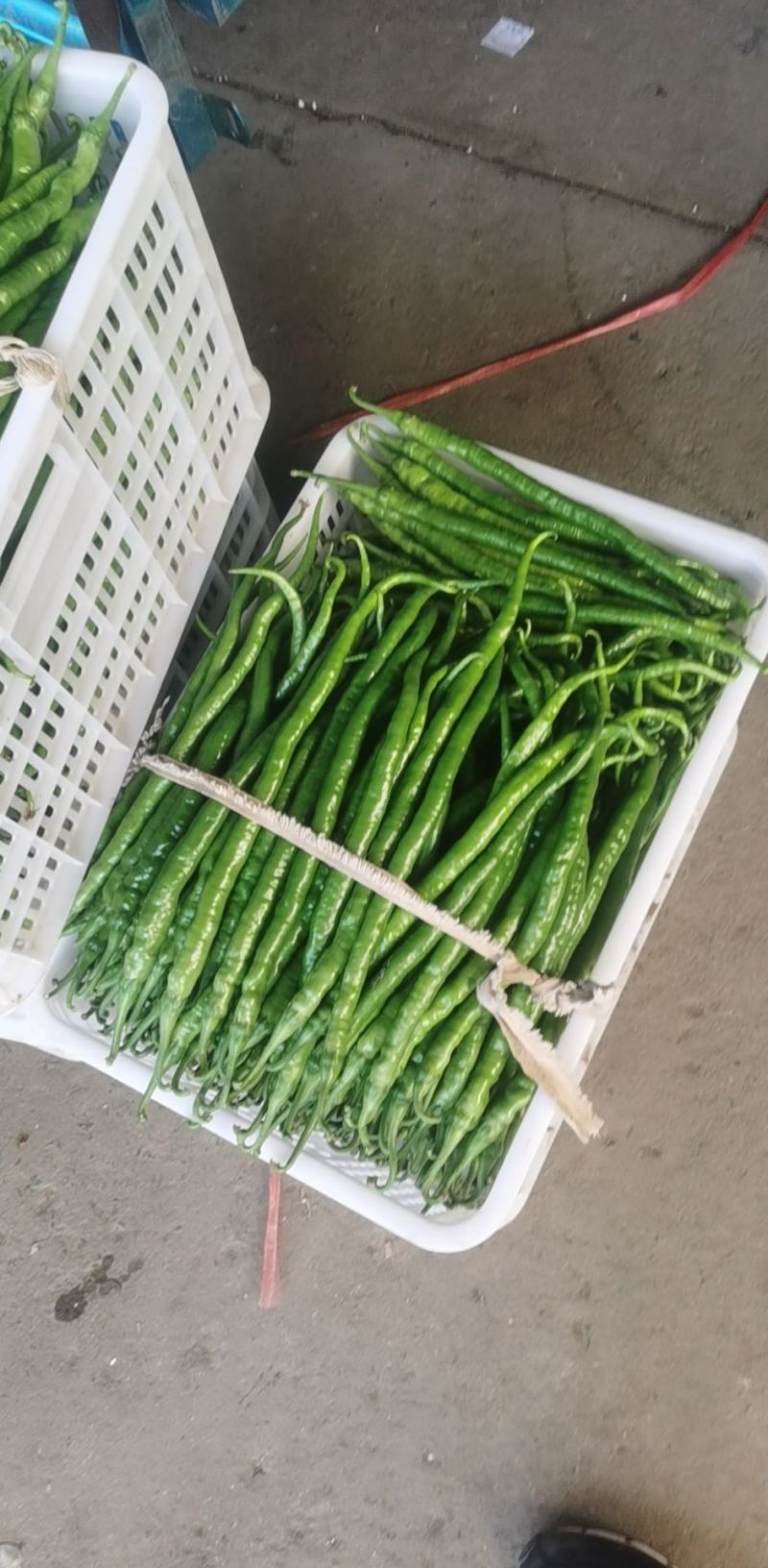 精品线椒大量上市要的老板联系