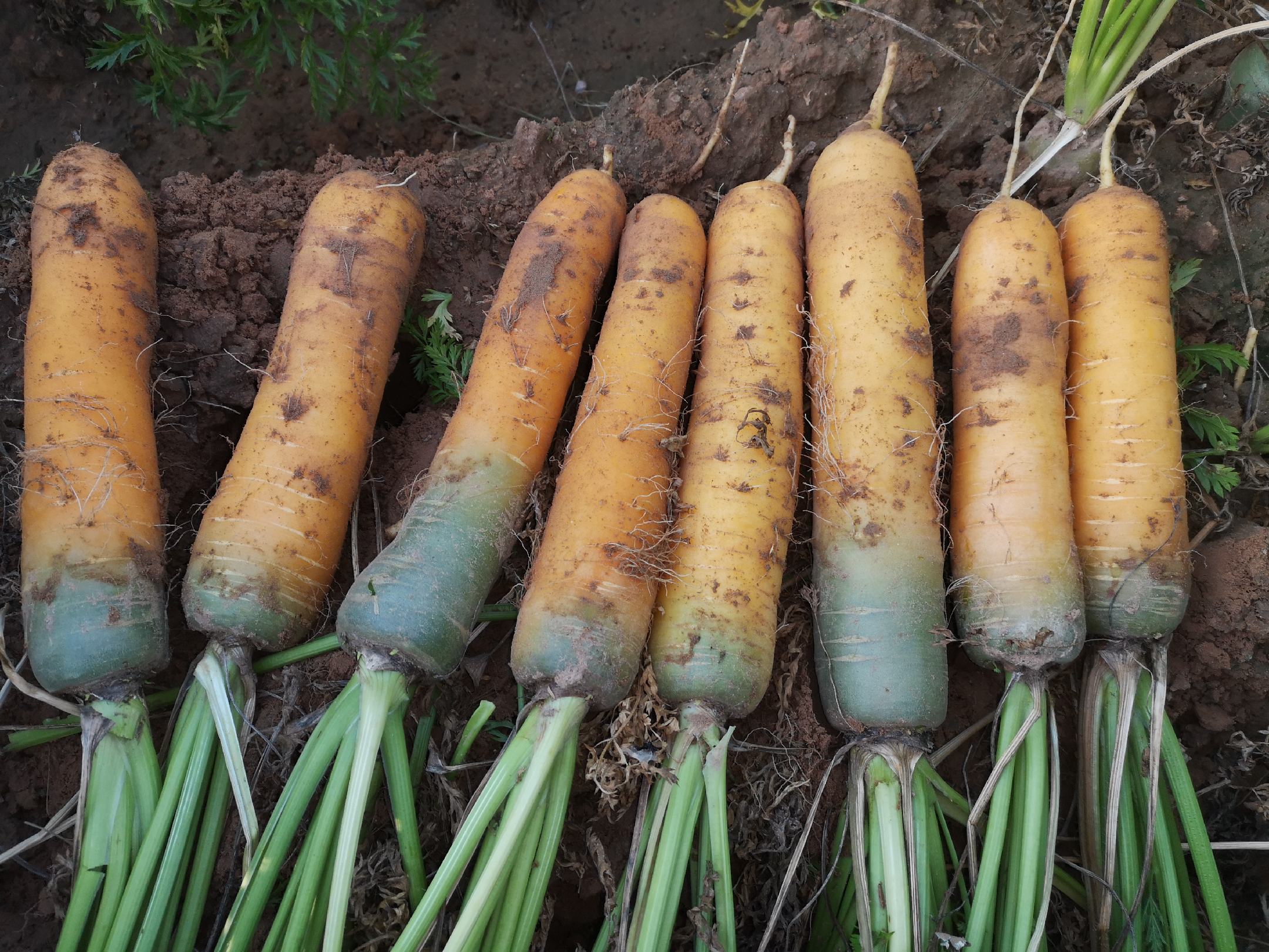 一杯刚榨好的胡萝卜黄瓜汁,色泽自然,清新诱人 胡萝卜黄瓜汁成品图