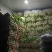 【热卖】芹菜河北优质芹菜基地直供专业代办全国发货