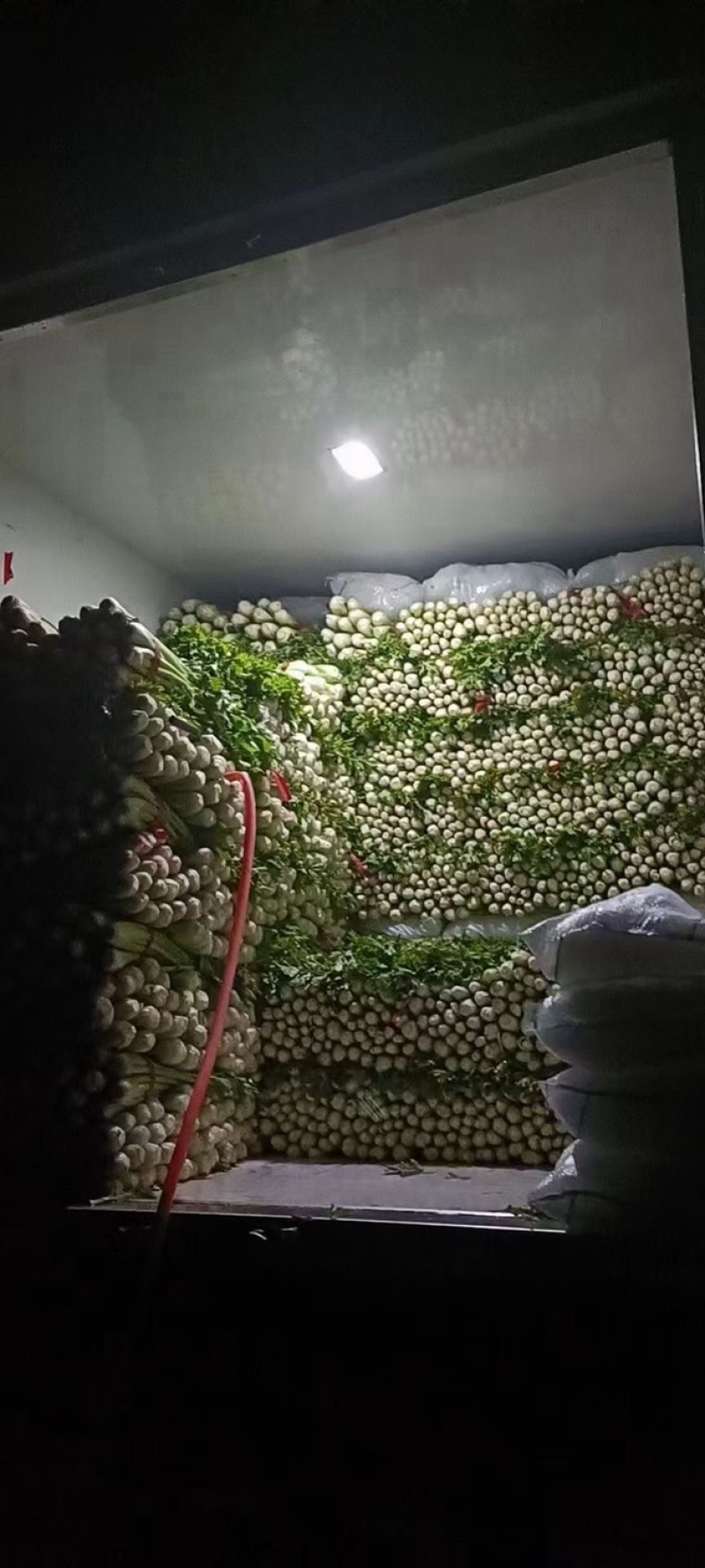【热卖】芹菜河北优质芹菜基地直供专业代办全国发货