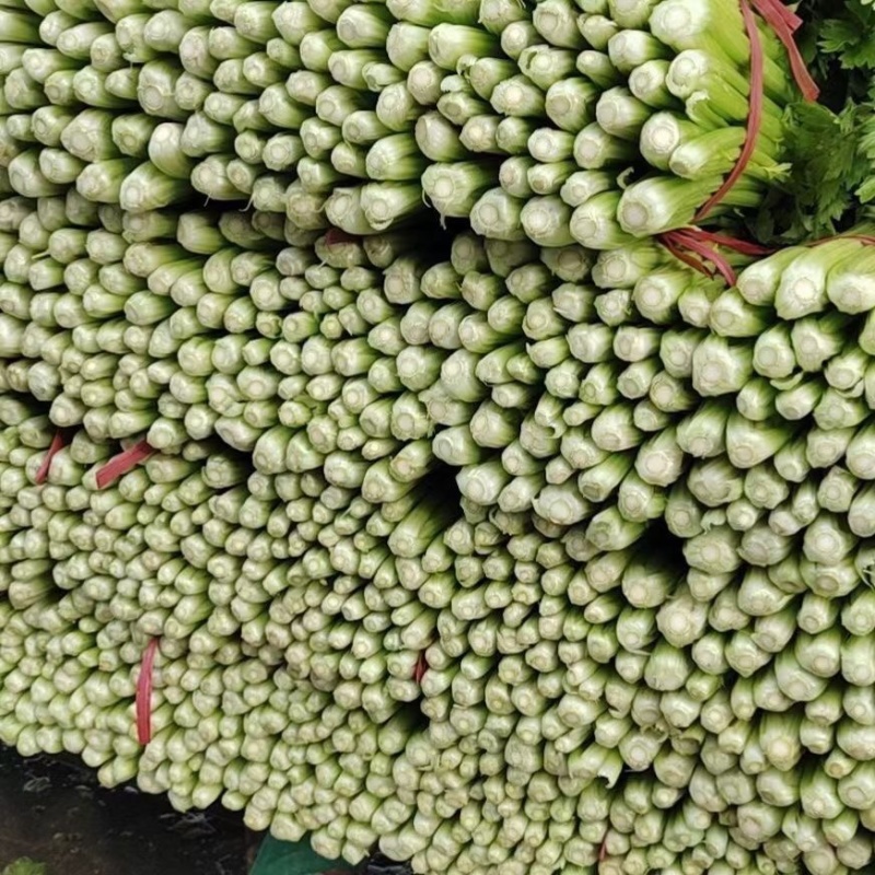 【热卖】芹菜河北优质芹菜基地直供专业代办全国发货